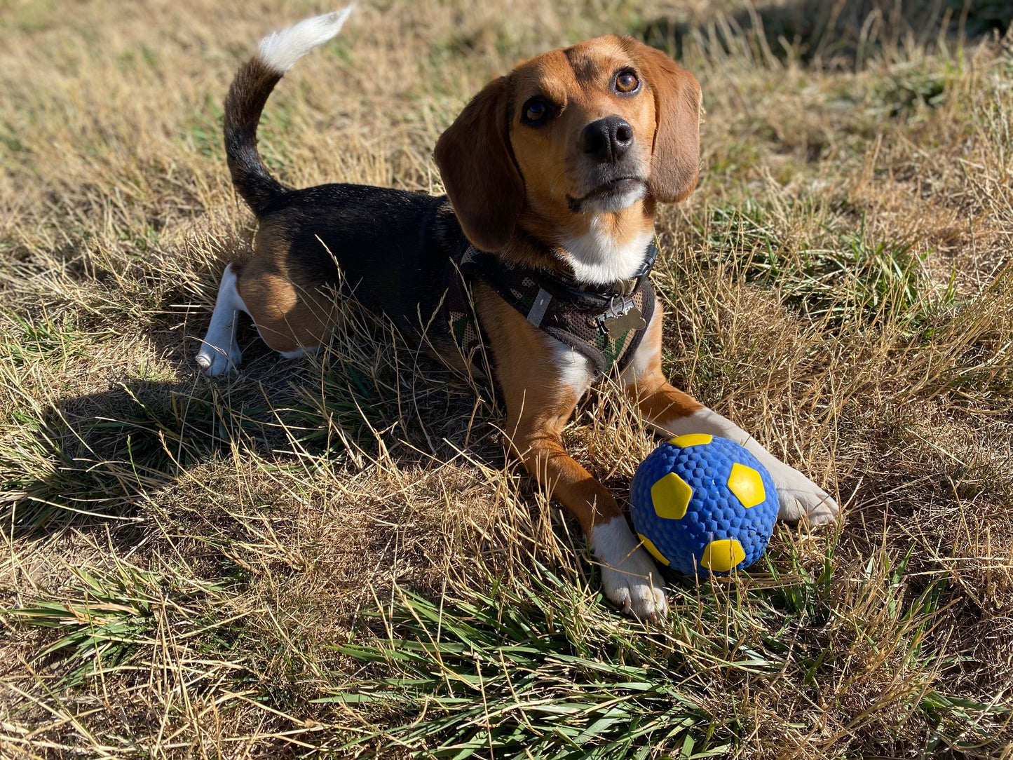 Ball Thief World Player Ball