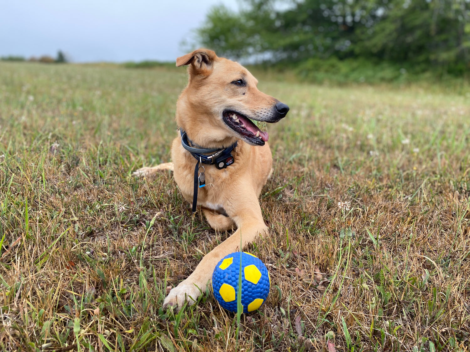 Ball Thief - the ultimate soccer ball for dogs
